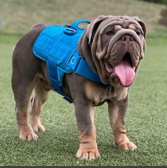 Meet your Posher, Diana - Picture 1 of 1